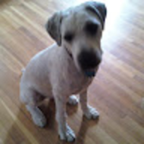 Meet your Posher, Joseph - Picture 1 of 1